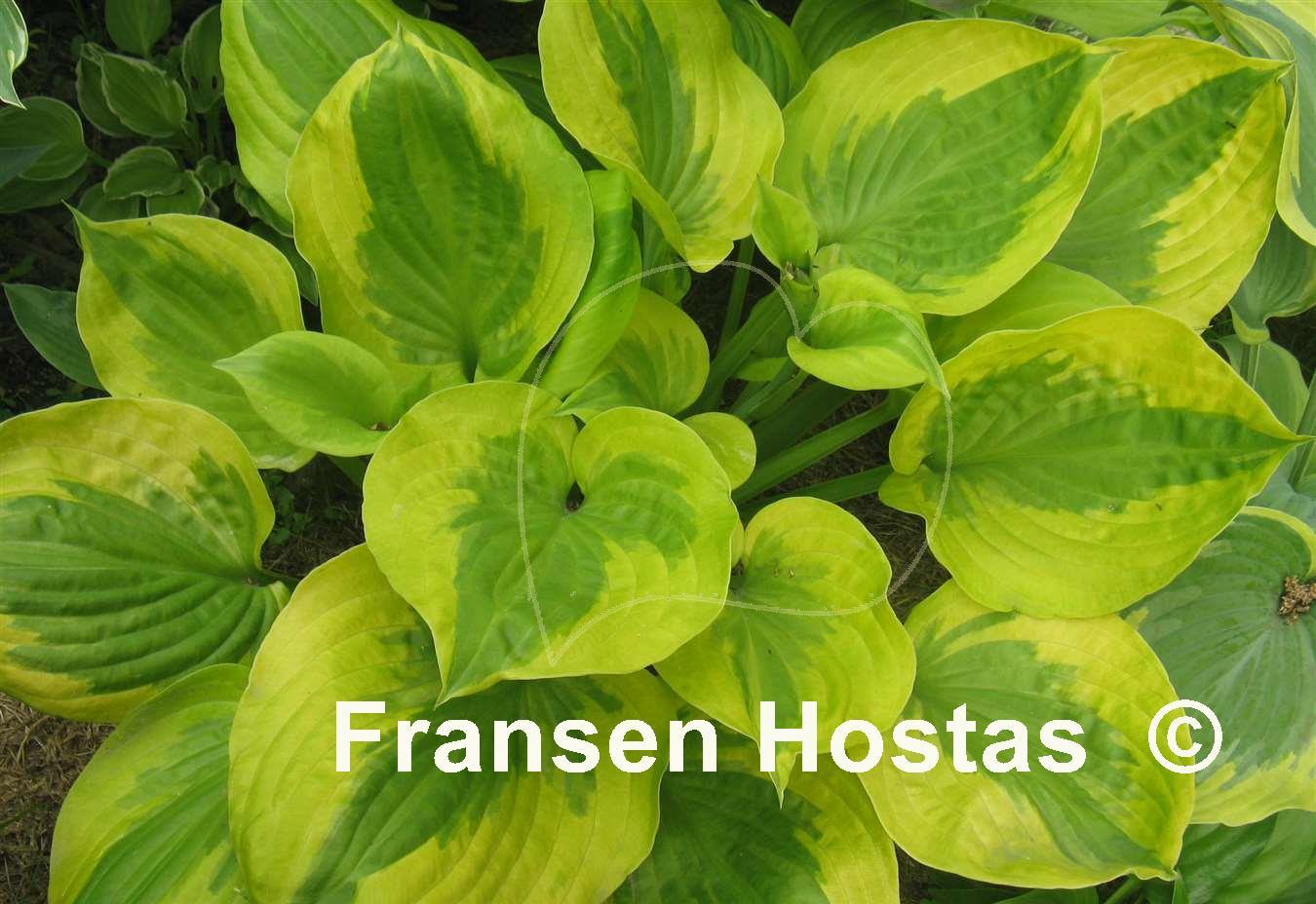  - Hosta Summer-Breeze-photo-made-by-Anna-Zygmunt-11